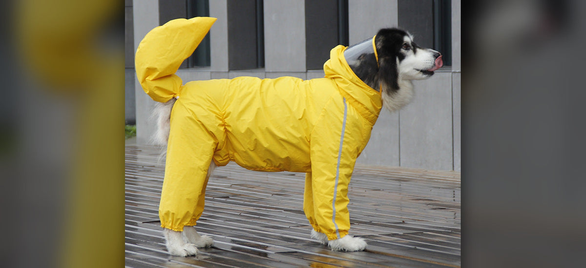 Dog in the yellow Barkmoor raincoat on a wet street